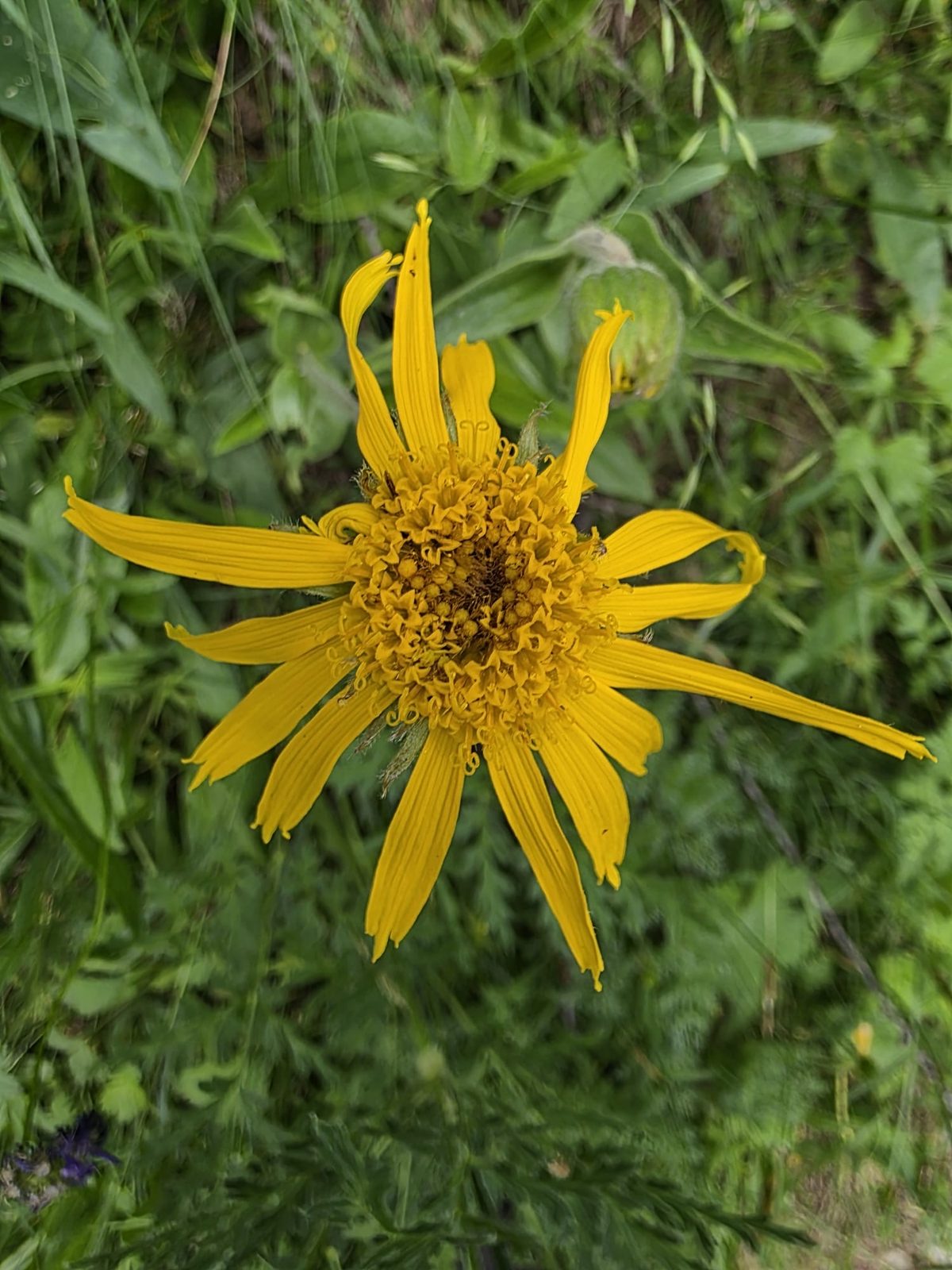 Arnika – Blüte auf der Bergwiese